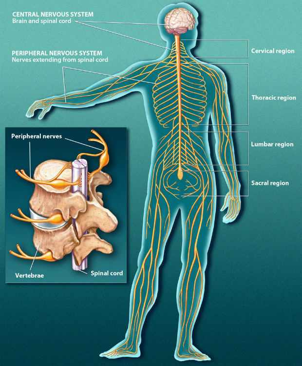 Diagram of the spinal cord